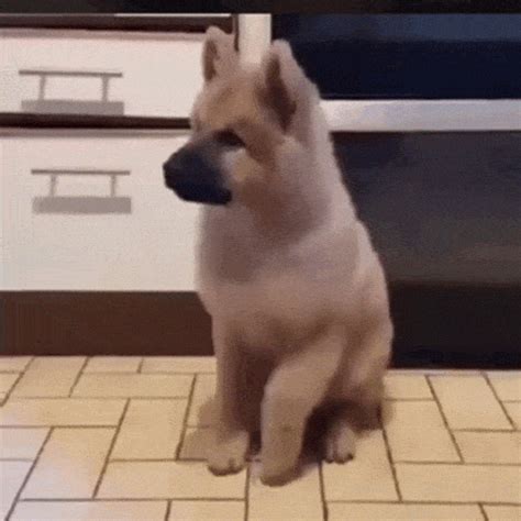 hentai dog gif|Relevance Dog Hentai Gifs